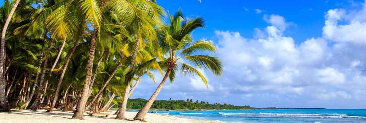 A serene tropical beach with swaying palm trees,